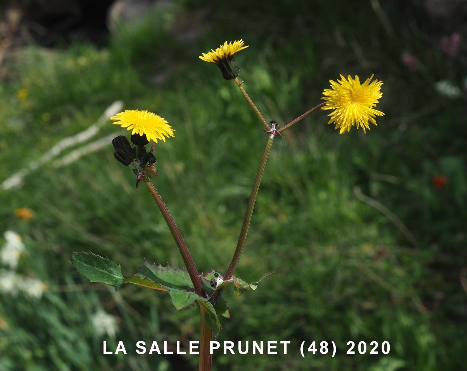 Sow-thistle, Common